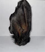 Hairy Cow Ear, single image 1