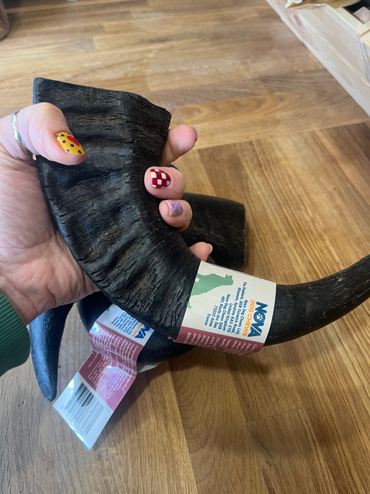 Large Buffalo Horn