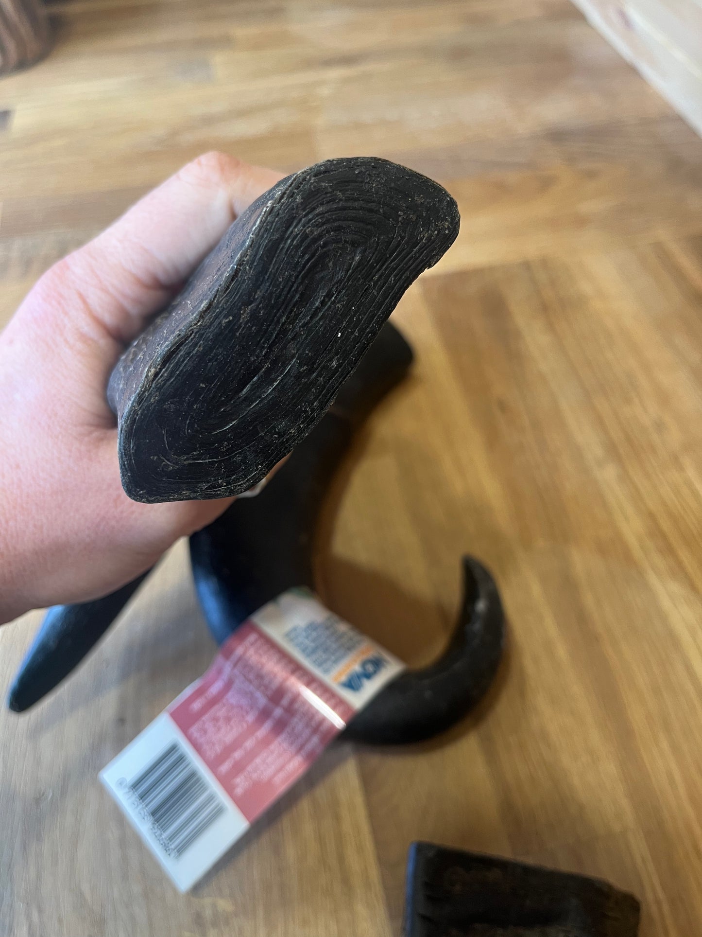 Large Buffalo Horn